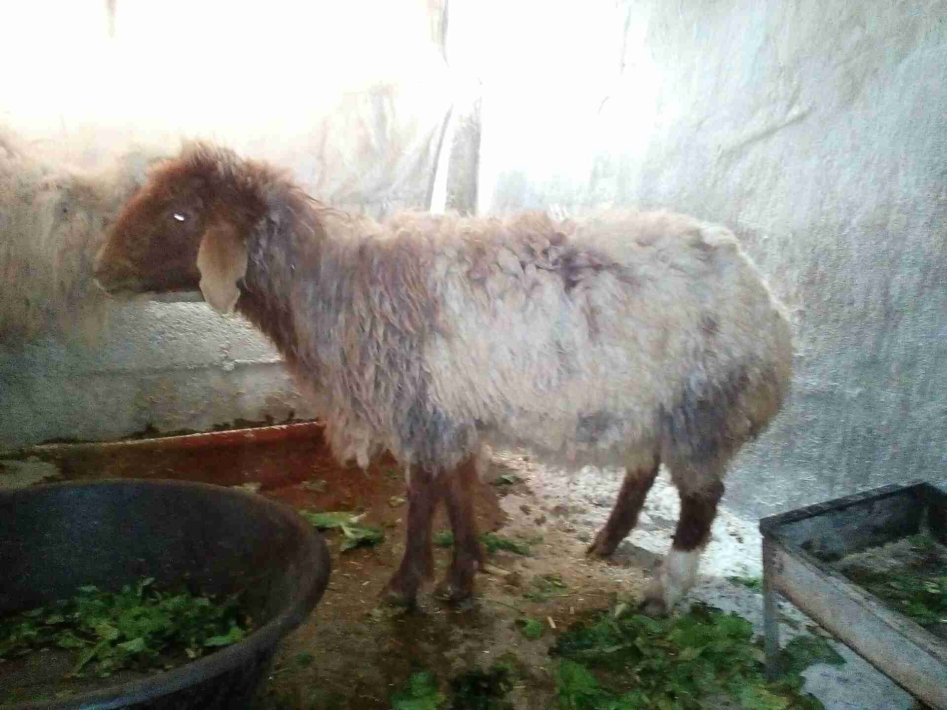 بس بلاش نعجه رباعية معها حبة 65 دينار
لا تنسَ أنك شاهدت هذا الإعلان في عنكبوت
نعجه سن رباع حب...
