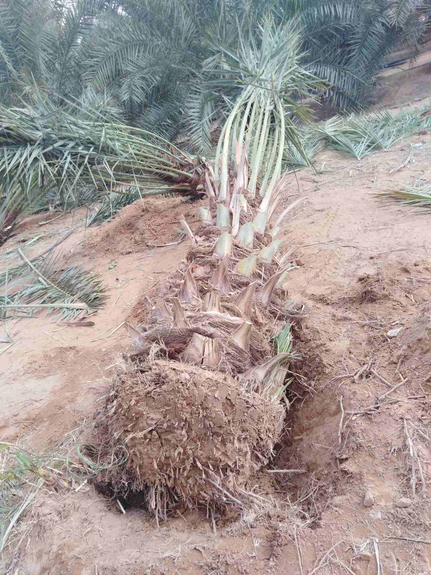 نخيل للبيع
لا تنسَ أنك شاهدت هذا الإعلان في عنكبوت
يوجد لدينا جميع انواع النخيل بجميع الانواع وال...