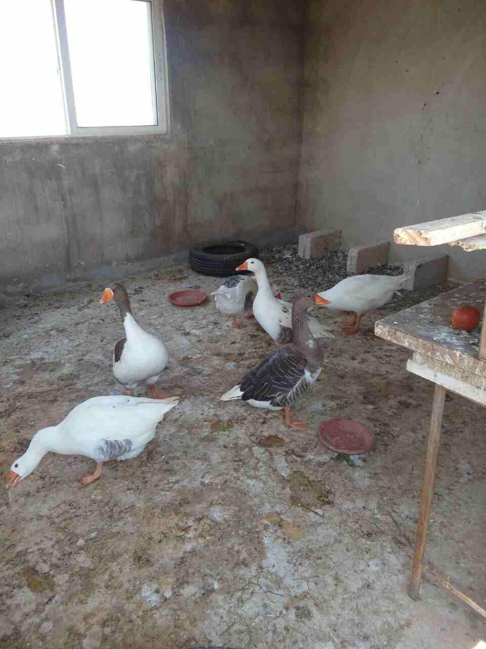 اوز جامبو
لا تنسَ أنك شاهدت هذا الإعلان في عنكبوت
للبيع 6وزات ذكر وانثى و 4 فراخ عمر الحبه 9 شهو...
