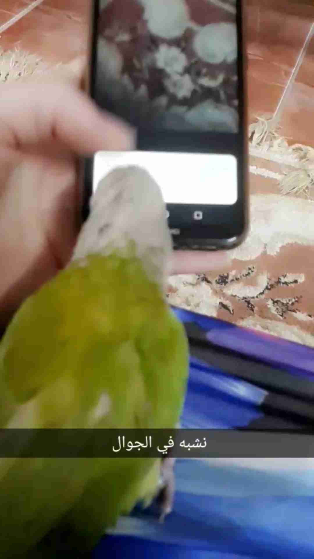 كنيور أناناس وليف جداجدا مايعض ابدابدا للبيع
لا تنسَ أنك شاهدت هذا الإعلان في عنكبوت
أقدم لكم...