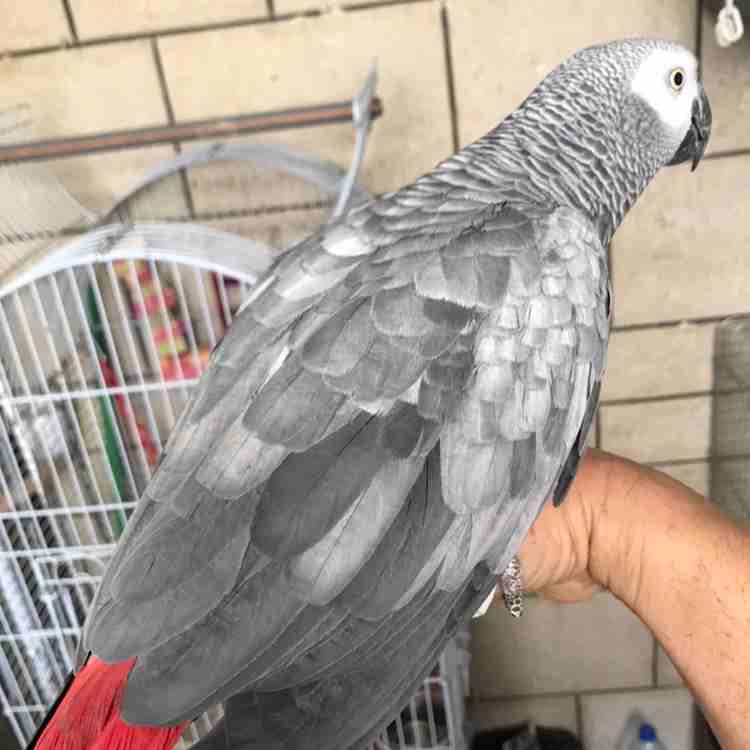 ببغات للبيع اليفات متكلمات                                            


	 				لا تنسَ أنك شاهدت هذا الإعلان في عنكبوت            
	 				
                            كاسكو لون ثلجي بحكي 30 كلمه 
ك...