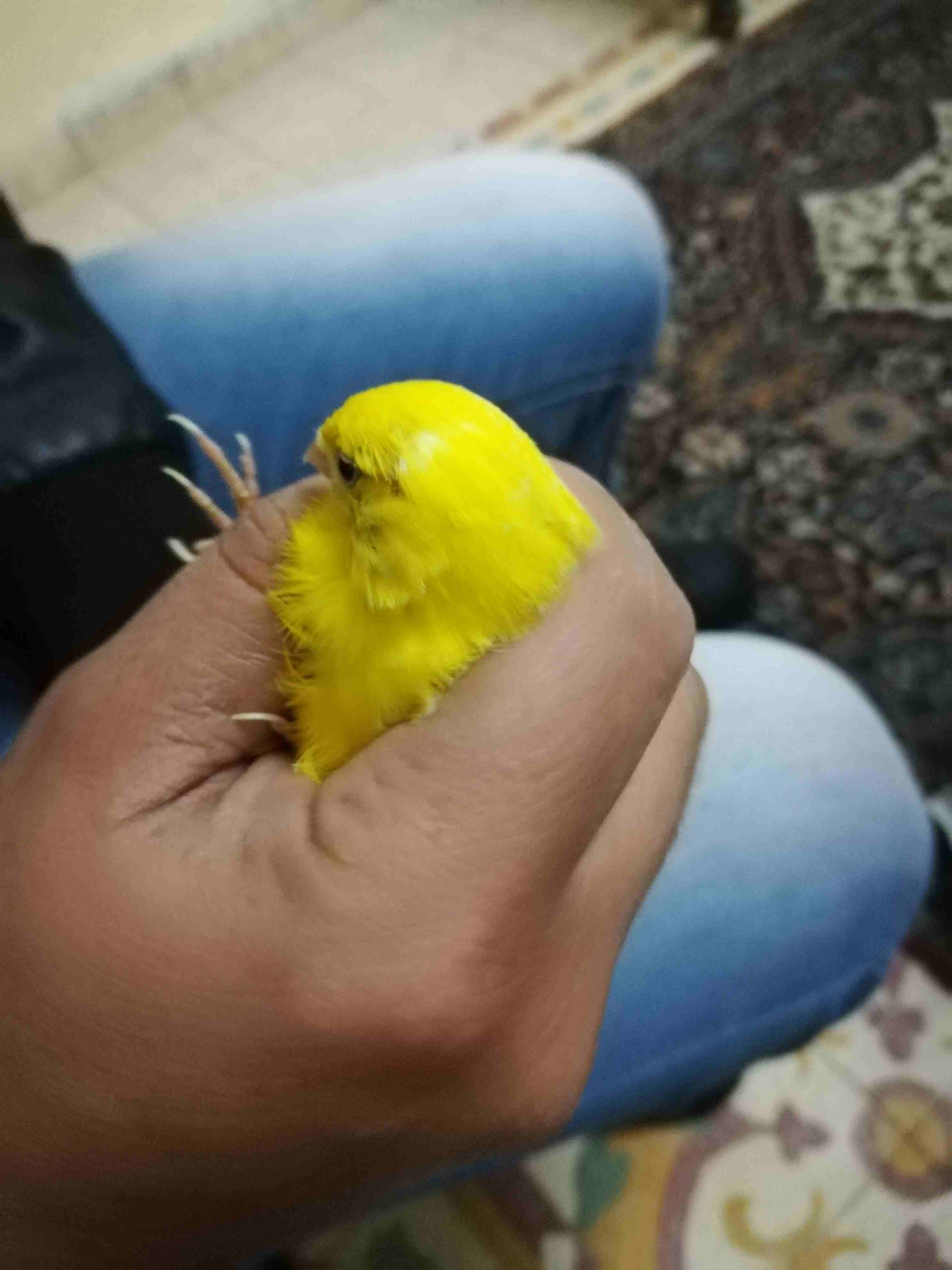 طيره كنار معبيه فل                                            


	 				لا تنسَ أنك شاهدت هذا الإعلان في عنكبوت            
	 				
                            طيره كنار طولها شبر معبيه فل...