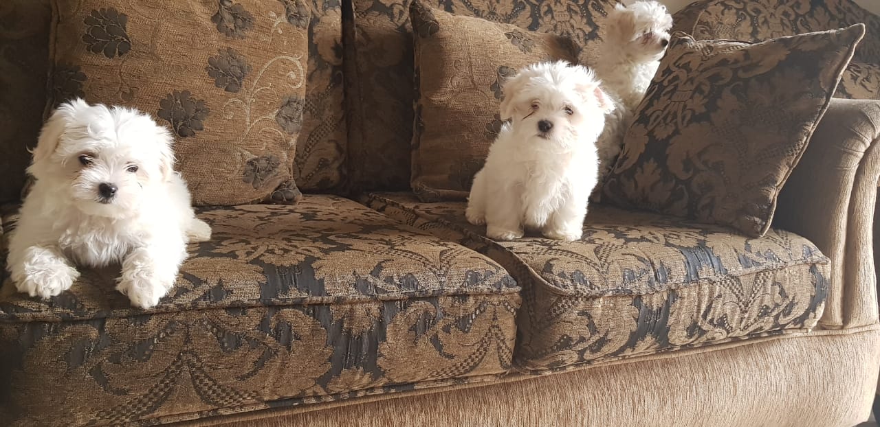 Imported maltese                                            


	 				لا تنسَ أنك شاهدت هذا الإعلان في عنكبوت            
	 				
                                Imported Maltese Dogs 
The parents h...