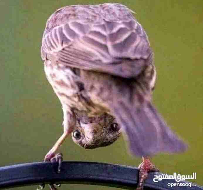 عصفور منك                                            


	 				لا تنسَ أنك شاهدت هذا الإعلان في عنكبوت            
	 				
                            عصفور منك                        

	 				رقم...