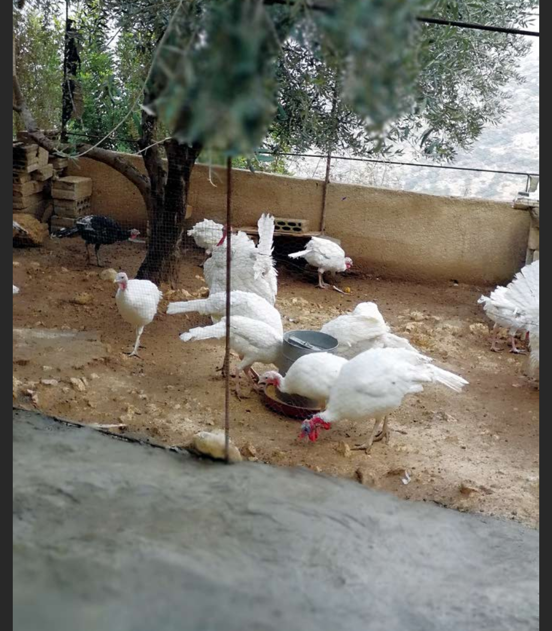 ذكور حبش هولندي حجم جامبو
لا تنسَ أنك شاهدت هذا الإعلان في عنكبوت
ذكور حبش هولندي
عمر 8 شهور
نخب...