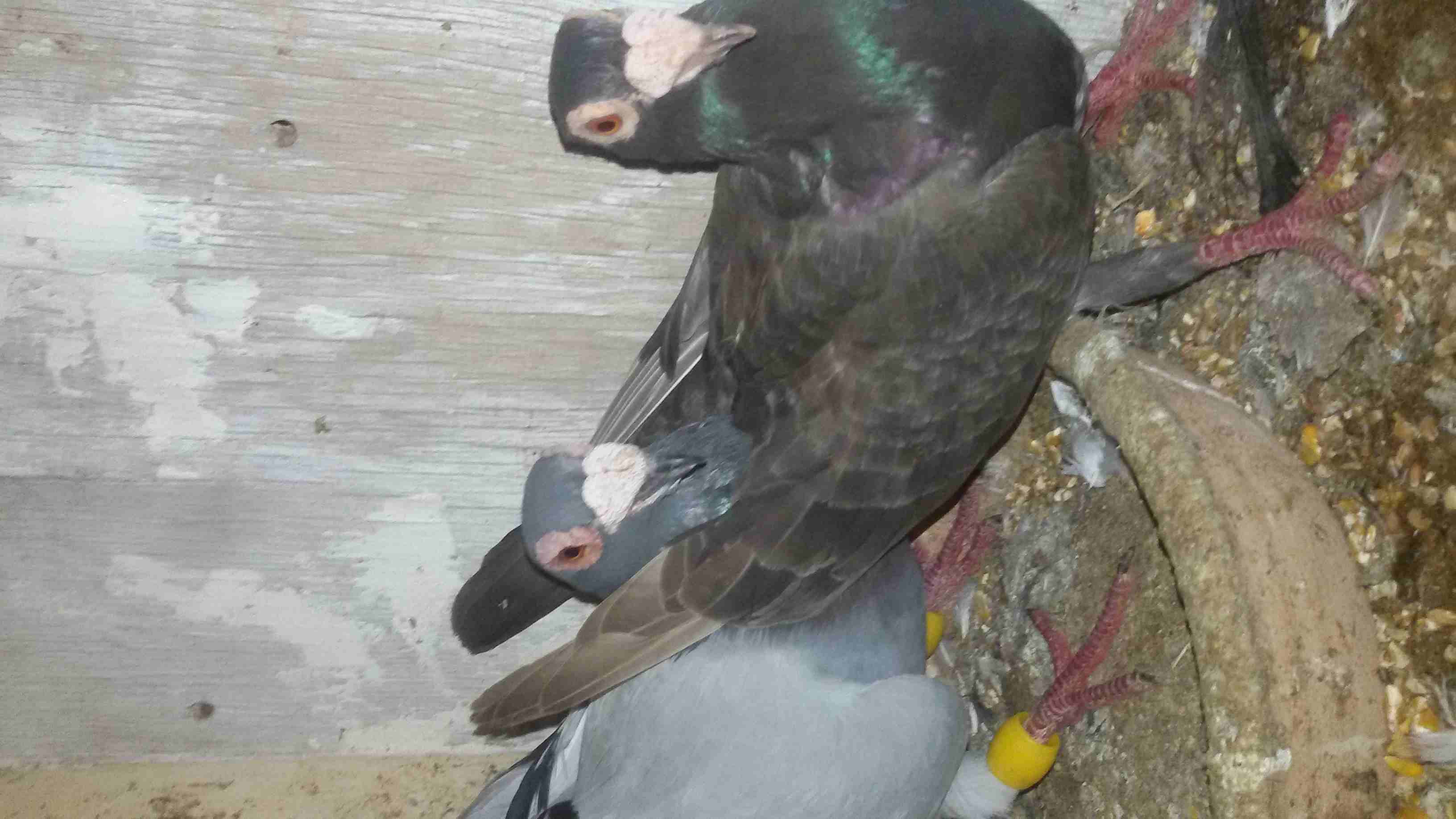 اخر 3 جواز للبيع بسعر حرق او للبدل
لا تنسَ أنك شاهدت هذا الإعلان في عنكبوت
اخر ثلاث جواز للبيع كل...