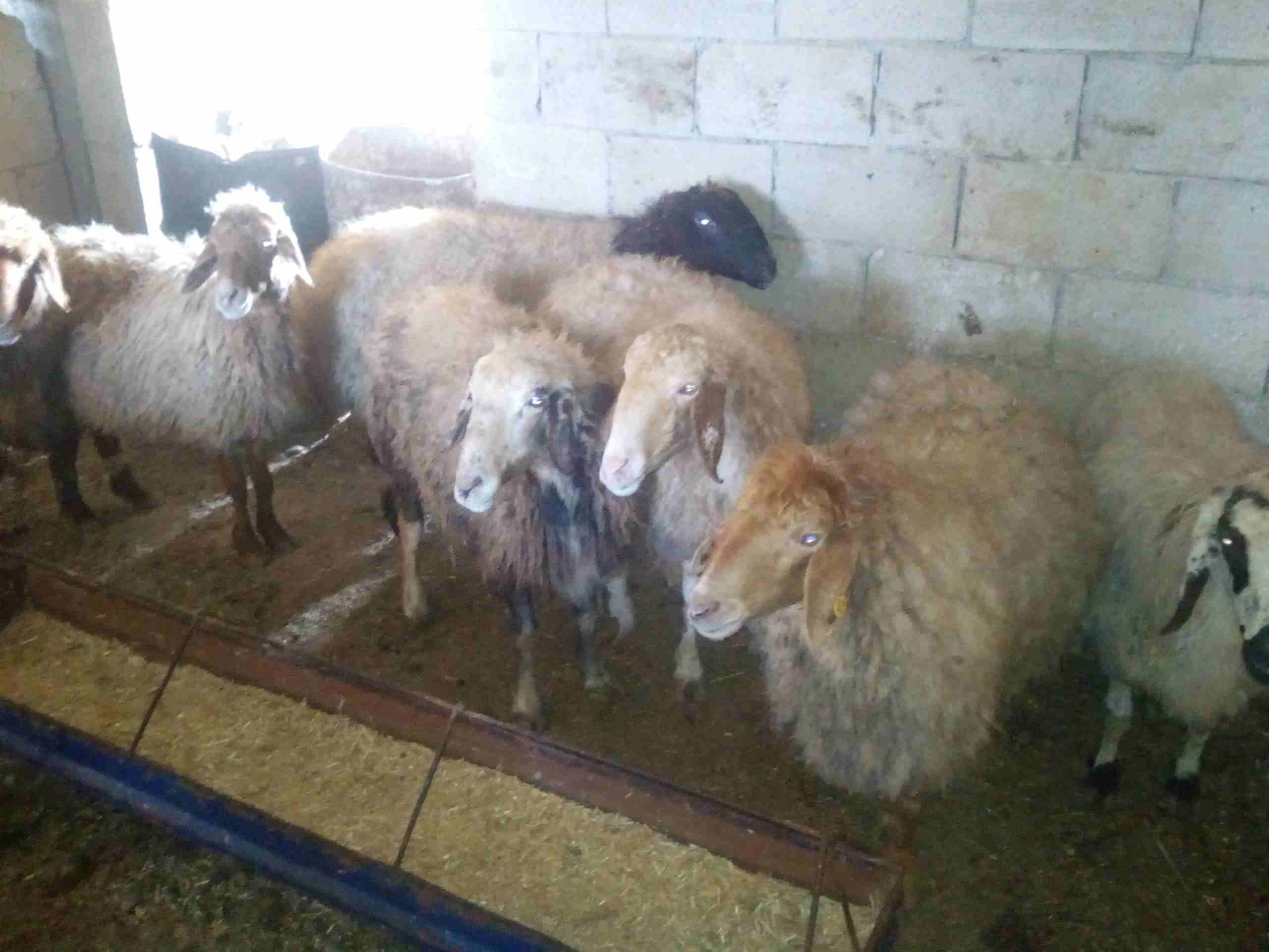 سبع نعجات سن صغير للبيع
لا تنسَ أنك شاهدت هذا الإعلان في عنكبوت
النعاج سن صغير واعشار من ثلاث اشه...