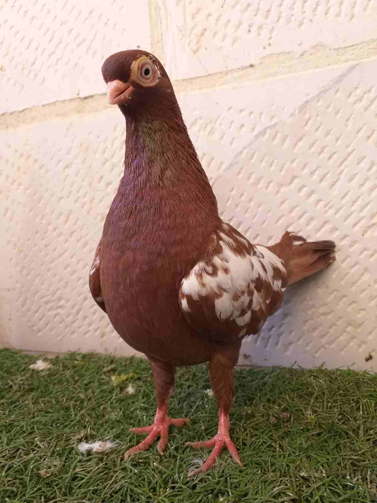 بسم الله الرحمن الرحيم 
لعشاق الحبه النخخخب 
(( 0796842929 )) 
كلهم فحول والمزهو                                            


	 				لا تنسَ أنك شاهدت هذا الإعلان في عنكبوت...