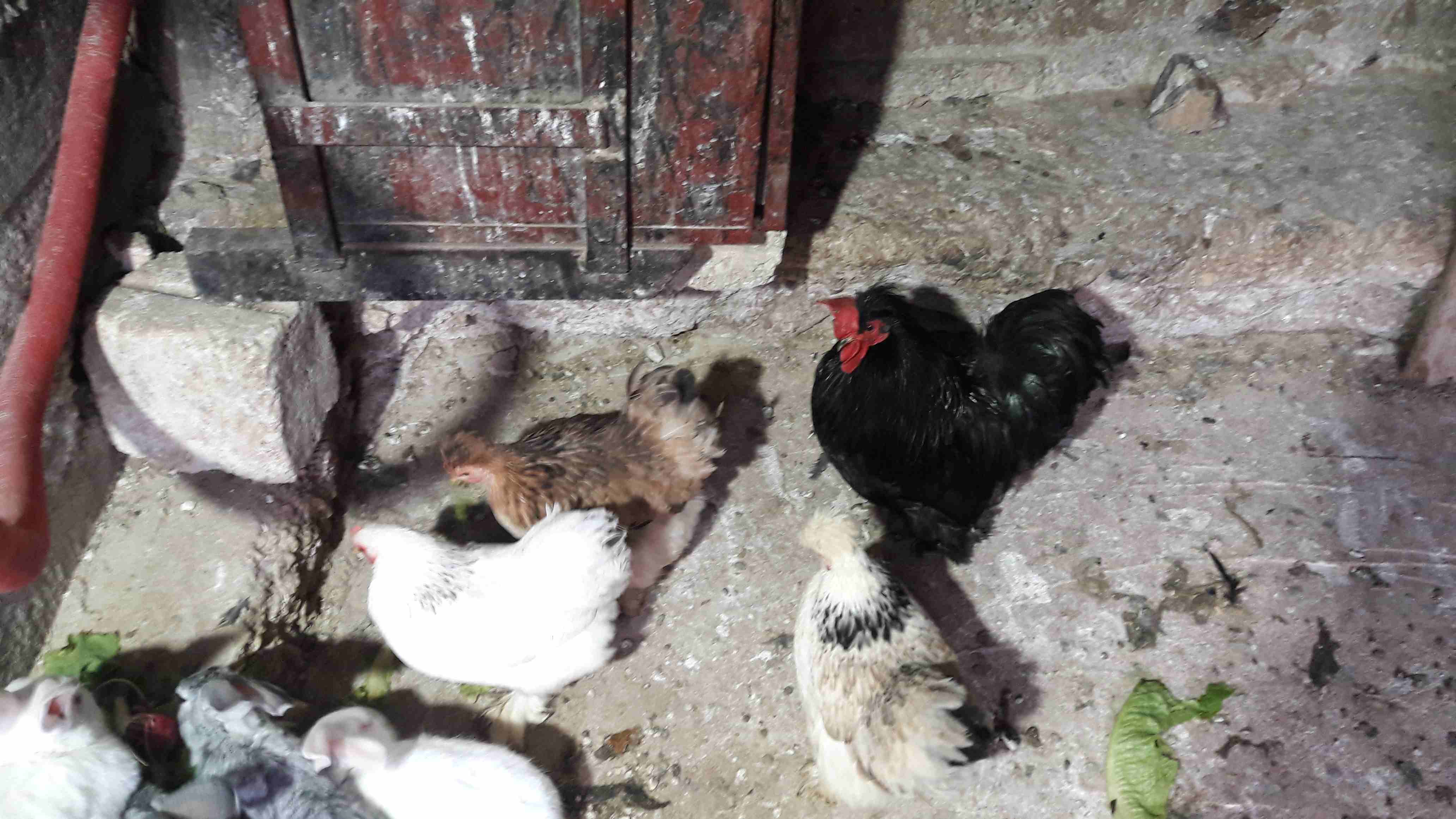 دجاج كشن مفطبل                                            


	 				لا تنسَ أنك شاهدت هذا الإعلان في عنكبوت            
	 				
                            3 فرخات وديك على وجه شغل...