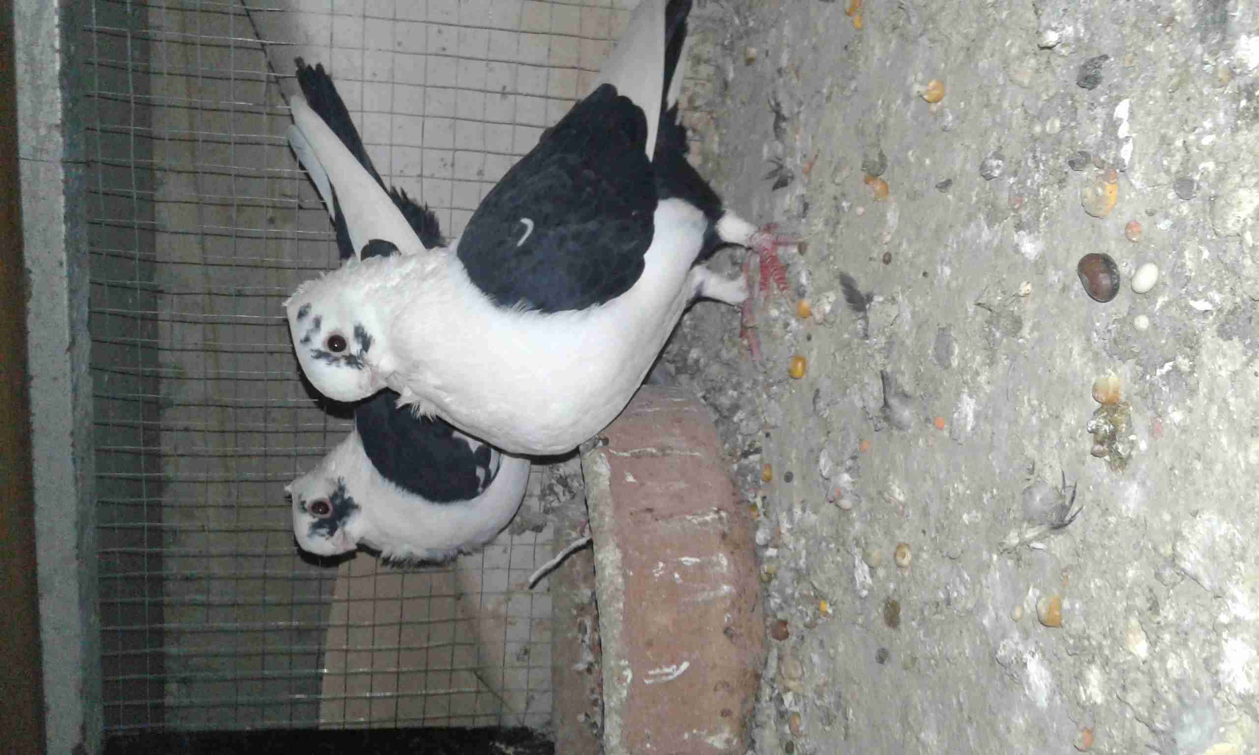 جوز للبيع
لا تنسَ أنك شاهدت هذا الإعلان في عنكبوت
جوز سطنابله سود نخب اليوم باضت او بيضه للبي...