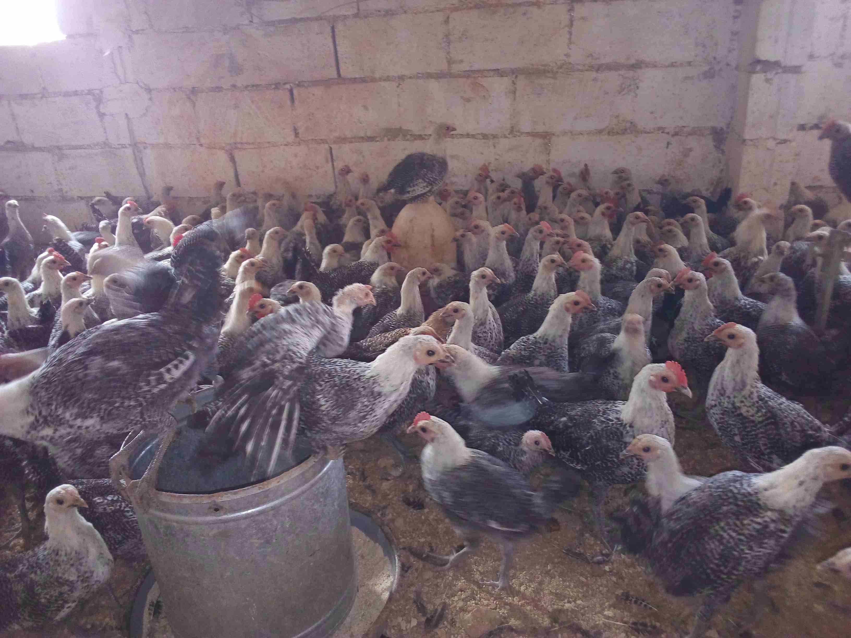 فراخ فيومي لقطه وصيده
لا تنسَ أنك شاهدت هذا الإعلان في عنكبوت
موجود 150 ديك و60 فرخه فيومي
الع...
