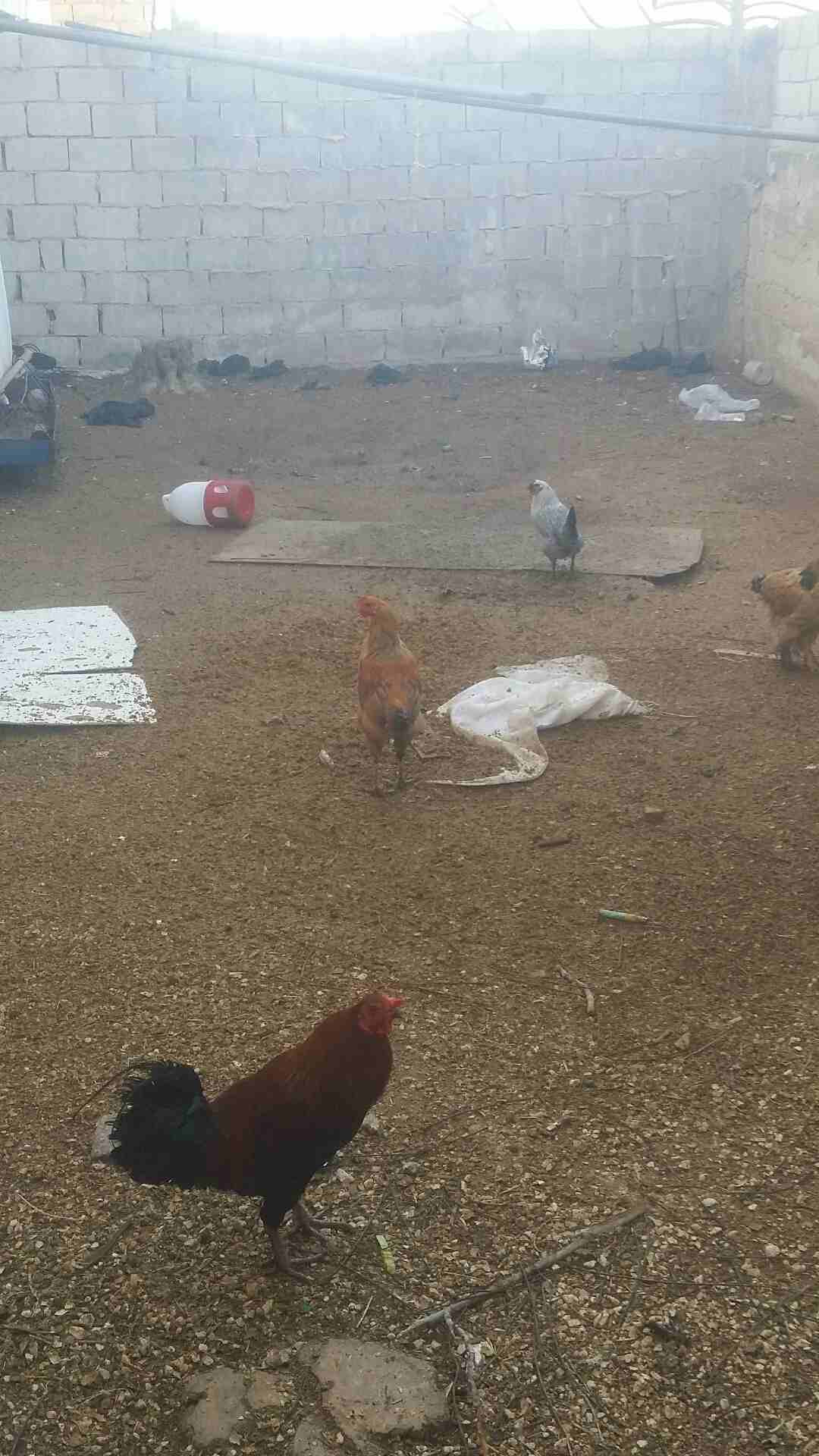 دجاج مشكل للبيع او البدل على حمام بلدي
لا تنسَ أنك شاهدت هذا الإعلان في عنكبوت
فرختين براهمي عمر...