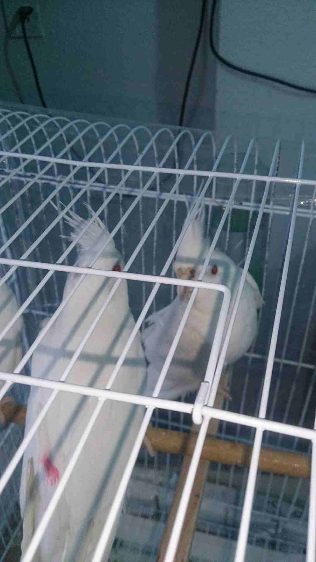 طيور كوكتيل البينوا عين حمرا
لا تنسَ أنك شاهدت هذا الإعلان في عنكبوت
طيور كوكتيل البينو عين حمرا...