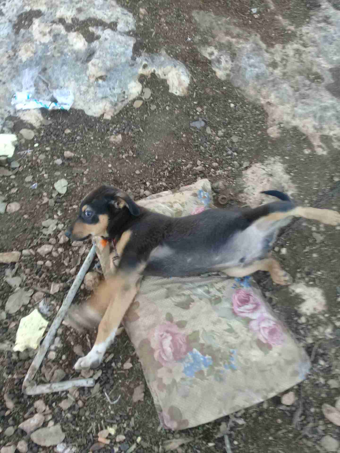كلاب البيع أو بدال على كلبين شرسا او احمر غنام النواع كلاب هاسكي
لا تنسَ أنك شاهدت هذا الإعلان في عنكبوت
0776536189...