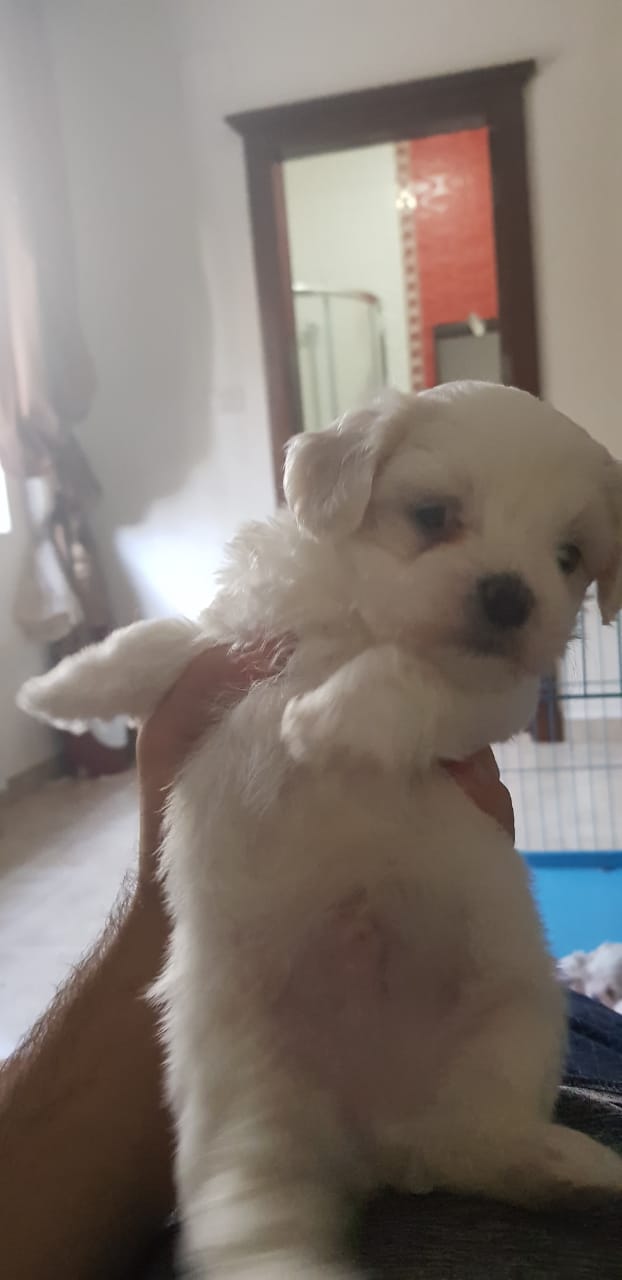 Imported maltese
لا تنسَ أنك شاهدت هذا الإعلان في عنكبوت
Imported Maltese Dogs
The parents h...
