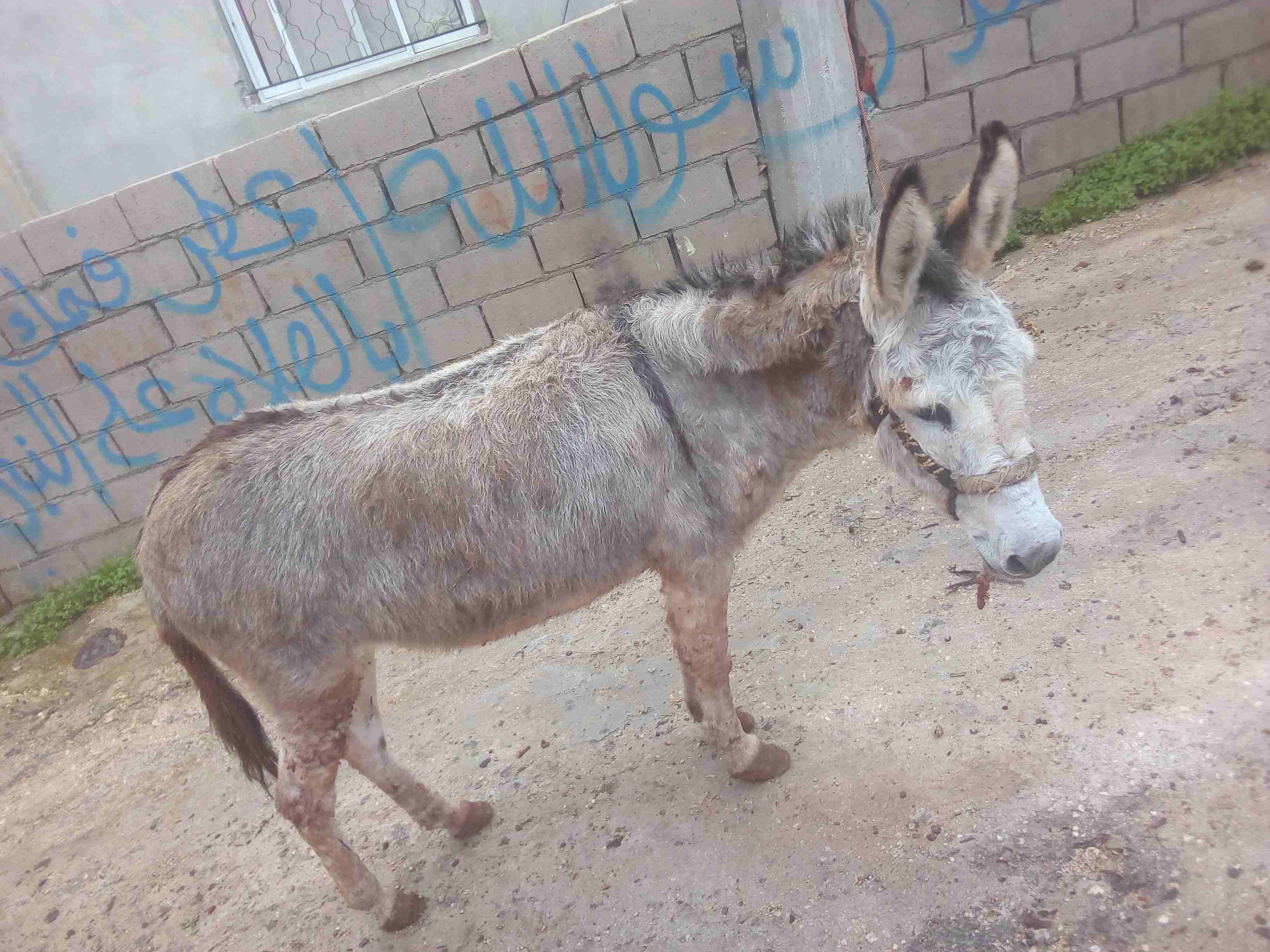 حماره ما شاء الله هاديه حراثه بسعر مغري للجادين فقط                                            


	 				لا تنسَ أنك شاهدت هذا الإعلان في عنكبوت            
	 				
                            حماره...