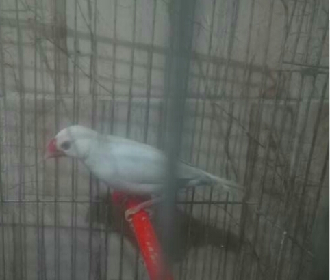 فحل جاوا ع الطيره ع طول تغريد اجمل من كنار                                            


	 				لا تنسَ أنك شاهدت هذا الإعلان في عنكبوت            
	 				
                                ذكر جاوا...