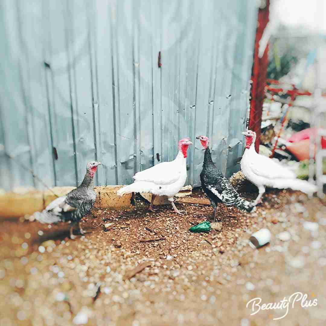 جاج حبش نخب بصلاة على النبي                                            


	 				لا تنسَ أنك شاهدت هذا الإعلان في عنكبوت            
	 				
                                ديكان حبش فرنسي فرختين بل...