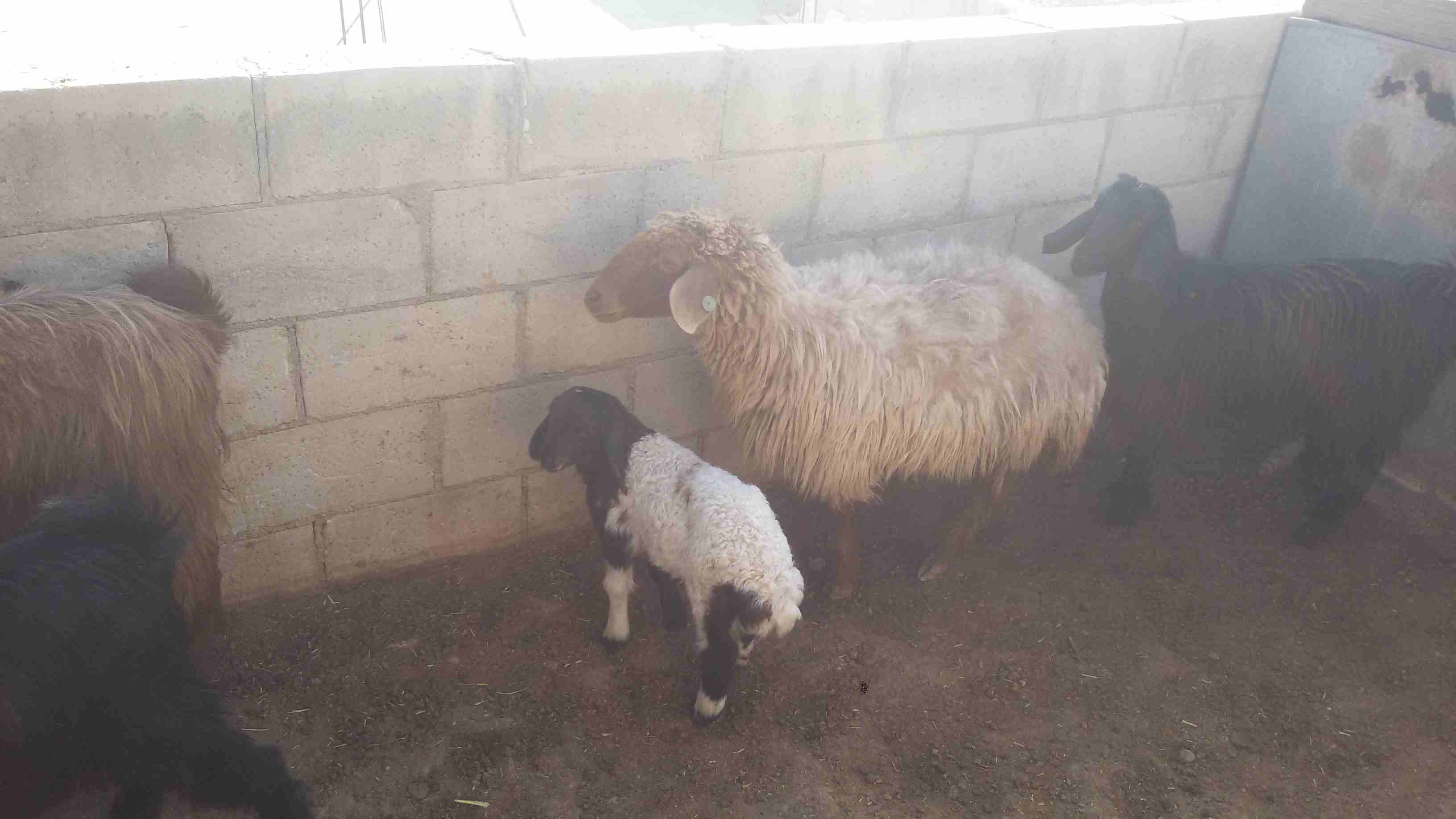 ماعز وغنم للبيع
لا تنسَ أنك شاهدت هذا الإعلان في عنكبوت
5 ثنايا هادات
1عنز هاده
2 نعجتين معهن خ...
