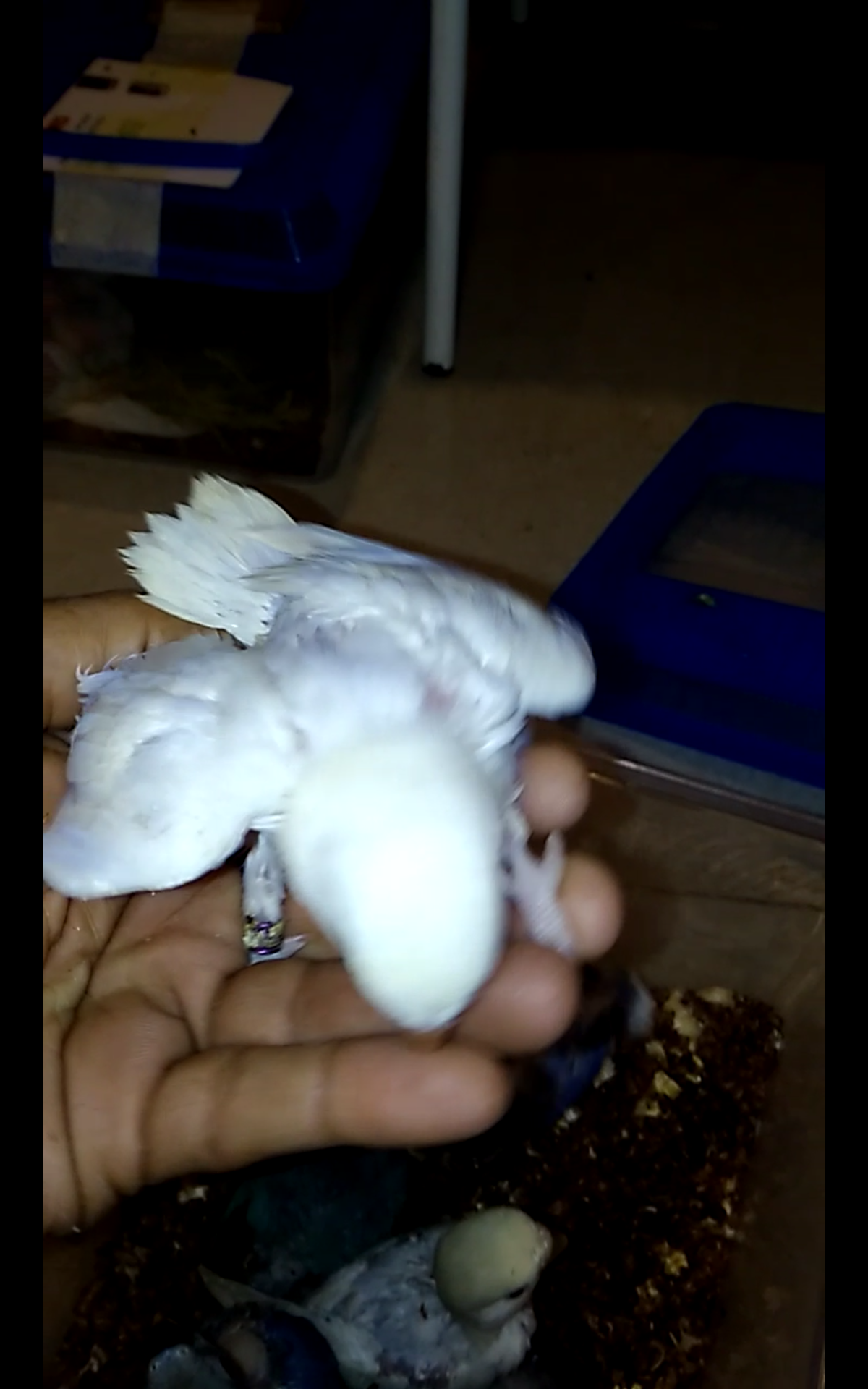 فروخ روز غر بالوان مختلفه                                            


	 				لا تنسَ أنك شاهدت هذا الإعلان في عنكبوت            
	 				
                                للبيع فروخ روز اعمارهم من 2...