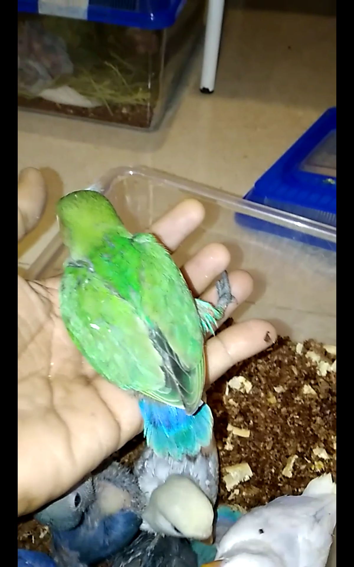 فروخ روز غر بالوان مختلفه
لا تنسَ أنك شاهدت هذا الإعلان في عنكبوت
للبيع فروخ روز اعمارهم من 2...