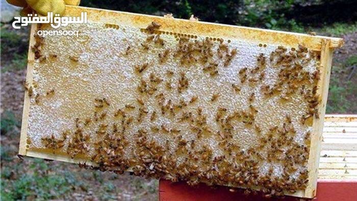 عسل طبيعي بلدي خلطات علاجية
لا تنسَ أنك شاهدت هذا الإعلان في عنكبوت
عسل بلدي طبيعي 100% من...