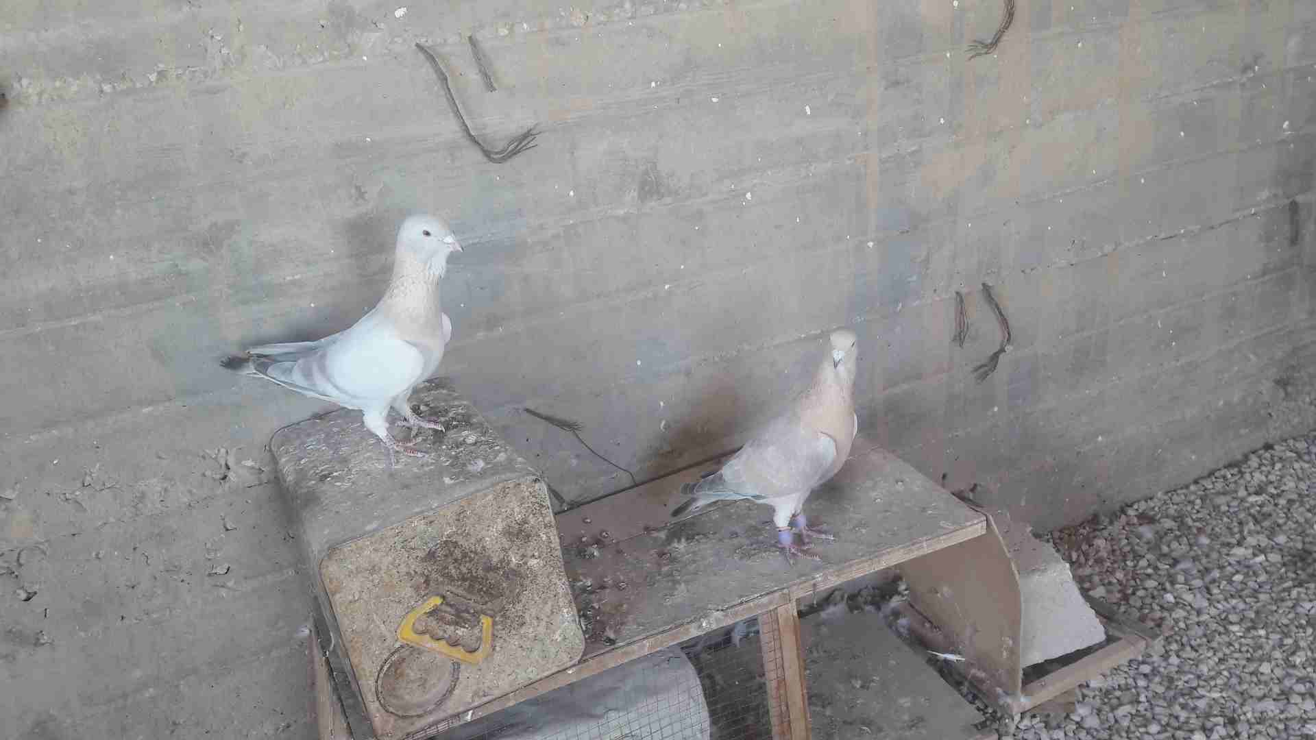 حمام جواز
لا تنسَ أنك شاهدت هذا الإعلان في عنكبوت
السلام عليكم ....
3 جواز شغالات 100 بالمية بسعر...