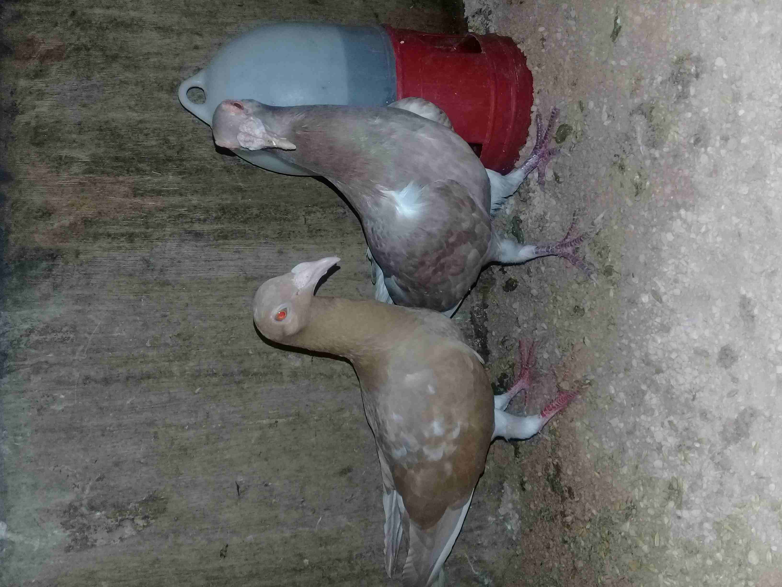 ثلاث جواز بغادنة نخب                                            


	 				لا تنسَ أنك شاهدت هذا الإعلان في عنكبوت            
	 				
                            جوز ابيض وجوز اصفر وجوز الفحل ازرق و...