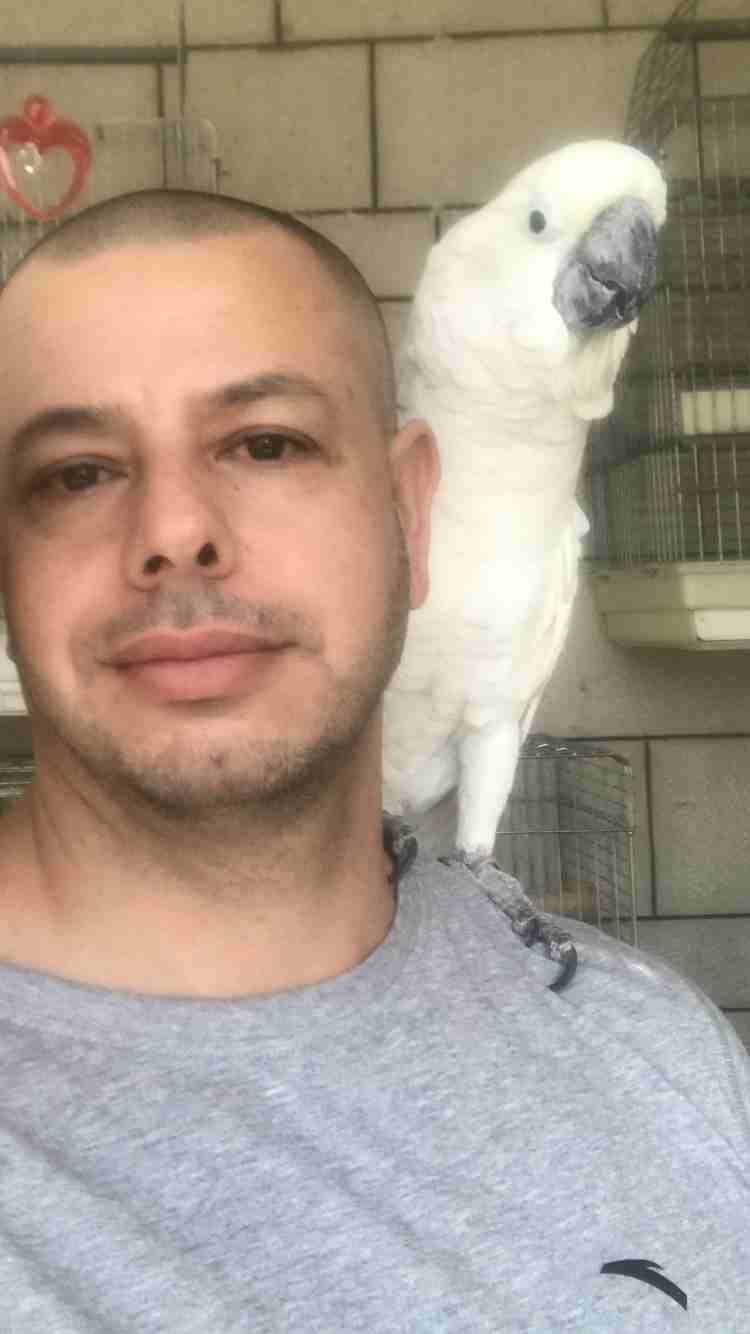 خبير طيور المعاكيف ابو ايهم
لا تنسَ أنك شاهدت هذا الإعلان في عنكبوت
بيع شراء تبديل ترويض علاج ق...