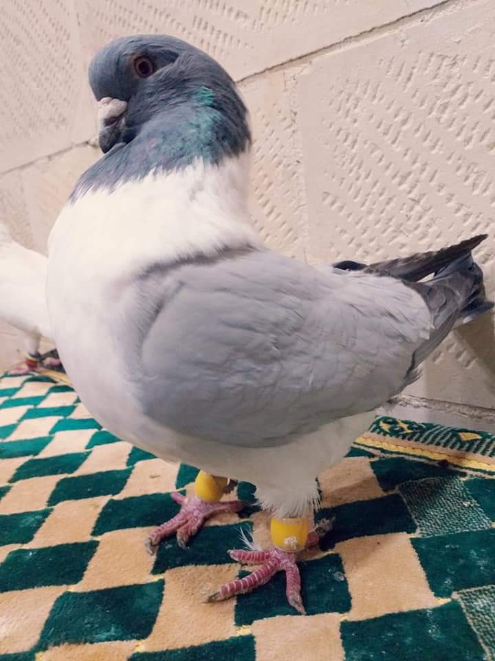 اربع جواز شغالات مكفولات وفحل سيكي فالت لبني 
(( 0796842929 )) موجودات بشفا بدرا                                            


	 				لا تنسَ أنك شاهدت هذا الإعلان في عنكبوت...