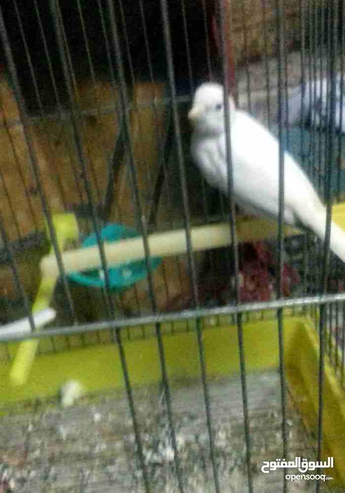طيره بكريه                                            


	 				لا تنسَ أنك شاهدت هذا الإعلان في عنكبوت            
	 				
                            بسم الله ما شاء الله
طيره بكريه اول خيرها 
الس...