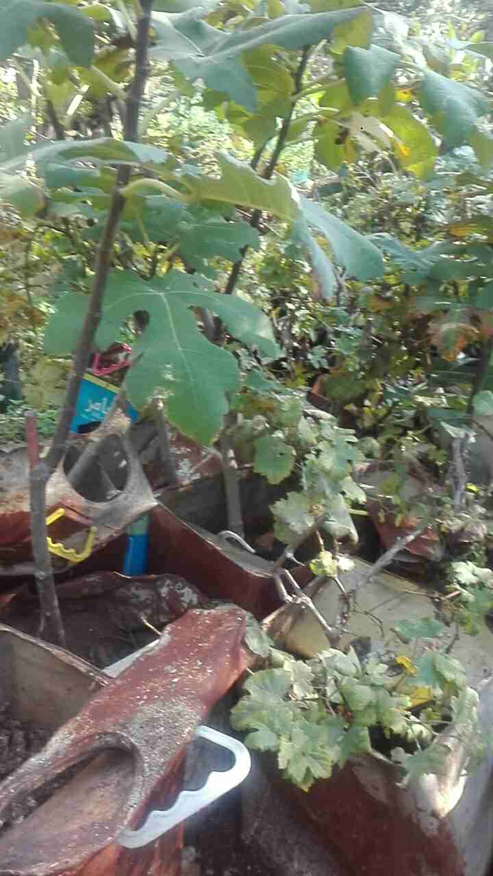 اربد ججين مركز صحي قديما                                            


	 				لا تنسَ أنك شاهدت هذا الإعلان في عنكبوت            
	 				
                            اشجار زينه واشجار مثمره ..لوزيات...