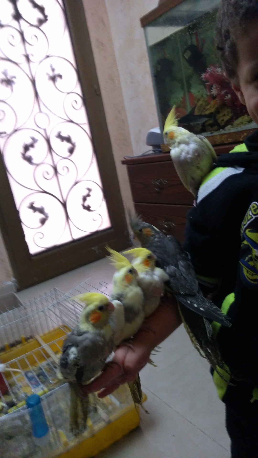 كوكتيل اليف                                            


	 				لا تنسَ أنك شاهدت هذا الإعلان في عنكبوت            
	 				
                                ما شاء الله
كوكتيل اليف فطم جديد
الحبة 20...