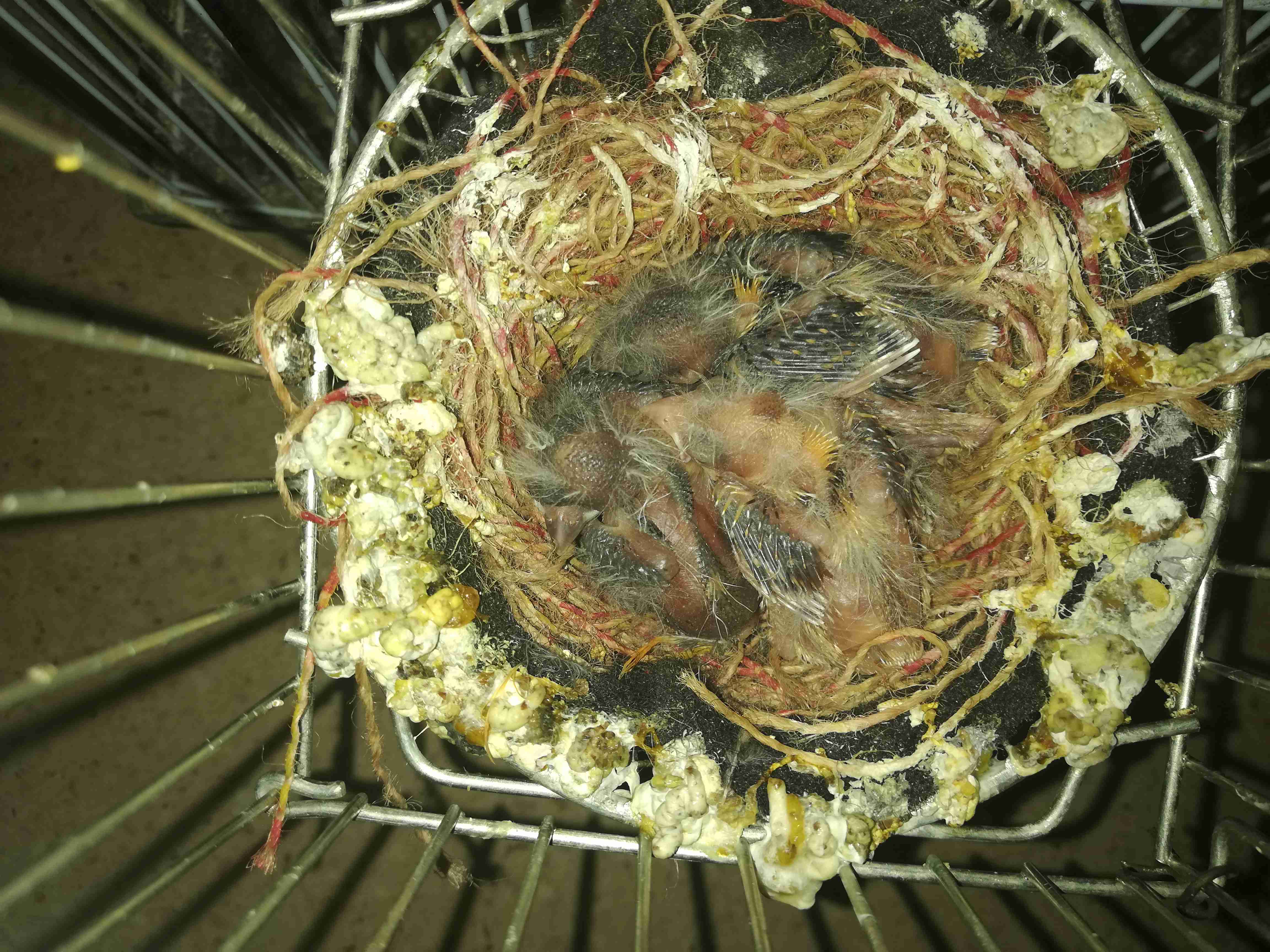 جوز كنار تحتو 4 فراخ لفحل موردي
لا تنسَ أنك شاهدت هذا الإعلان في عنكبوت
عمان خريبة السوق 0788...