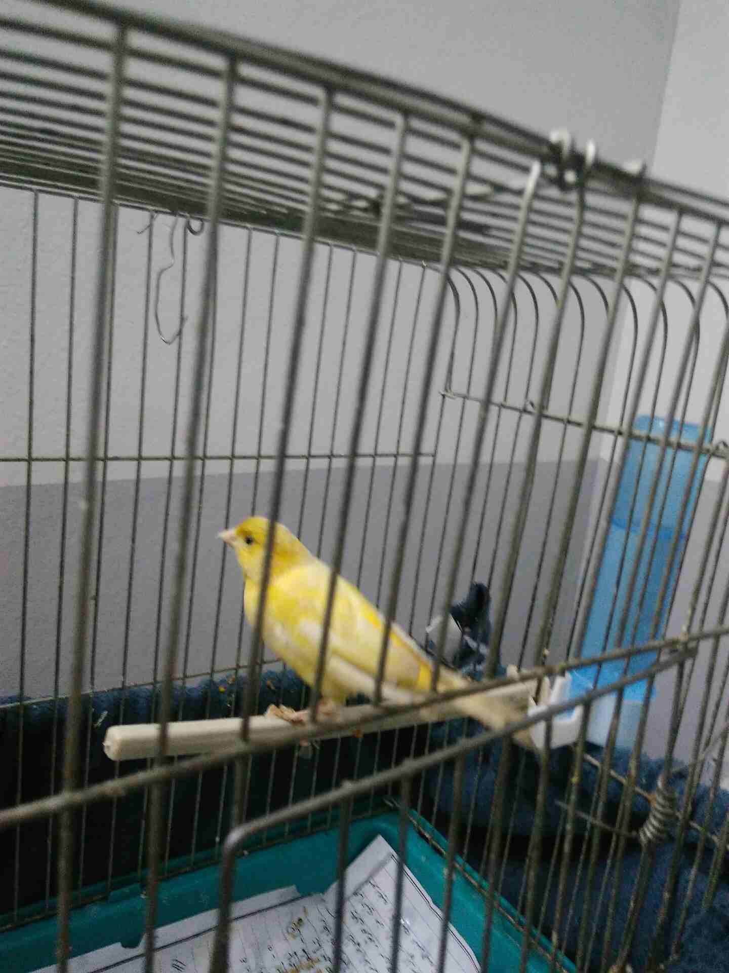 فحل كنار ابو فراخ مزبل صوت شغال
لا تنسَ أنك شاهدت هذا الإعلان في عنكبوت
سعر 18 دينار من عدا قفص...