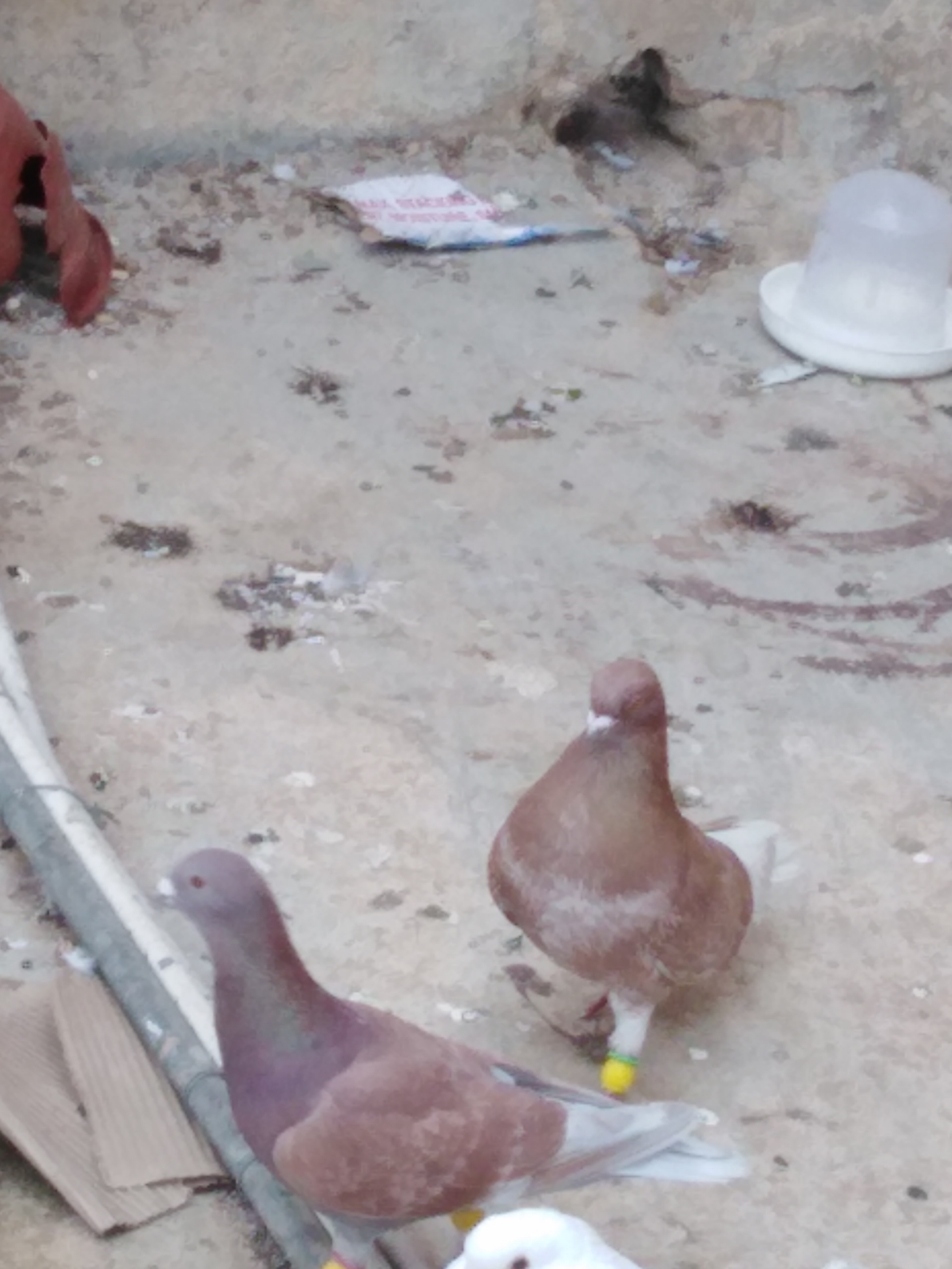 حمام للبيع كامله حي نزال
لا تنسَ أنك شاهدت هذا الإعلان في عنكبوت
كشه حمام كامله بفراخها وبيضه...