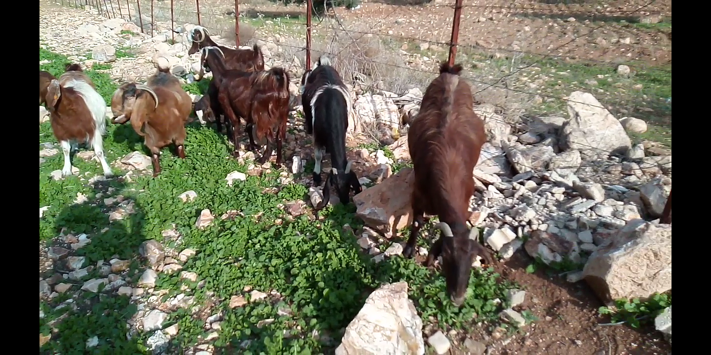 بسم الله الرحمن الرحيم 9 معز نخب مواليد عز المقنوه اذكر الله
لا تنسَ أنك شاهدت هذا الإعلان في عنكبوت...