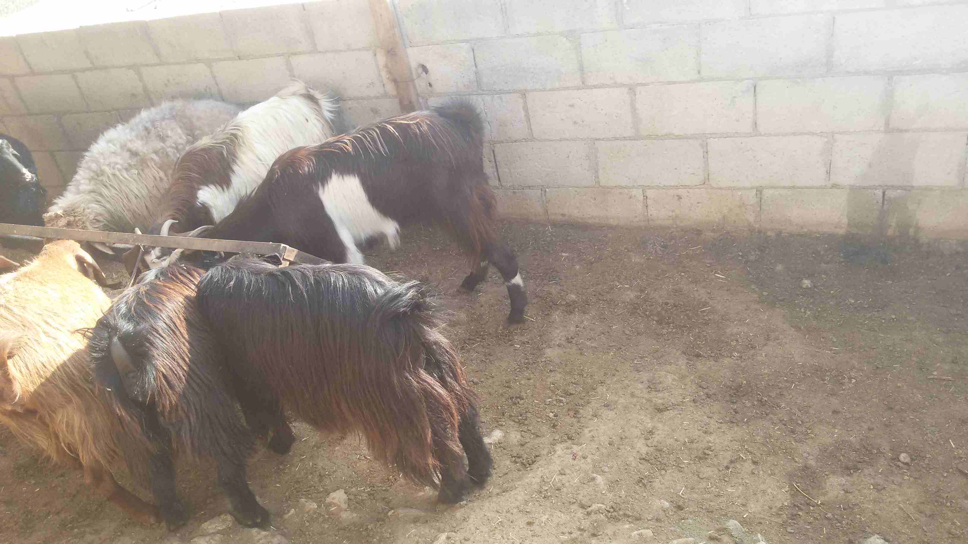 ماعز وغنم للبيع
لا تنسَ أنك شاهدت هذا الإعلان في عنكبوت
5 ثنايا هادات
1عنز هاده
2 نعجتين معهن خ...