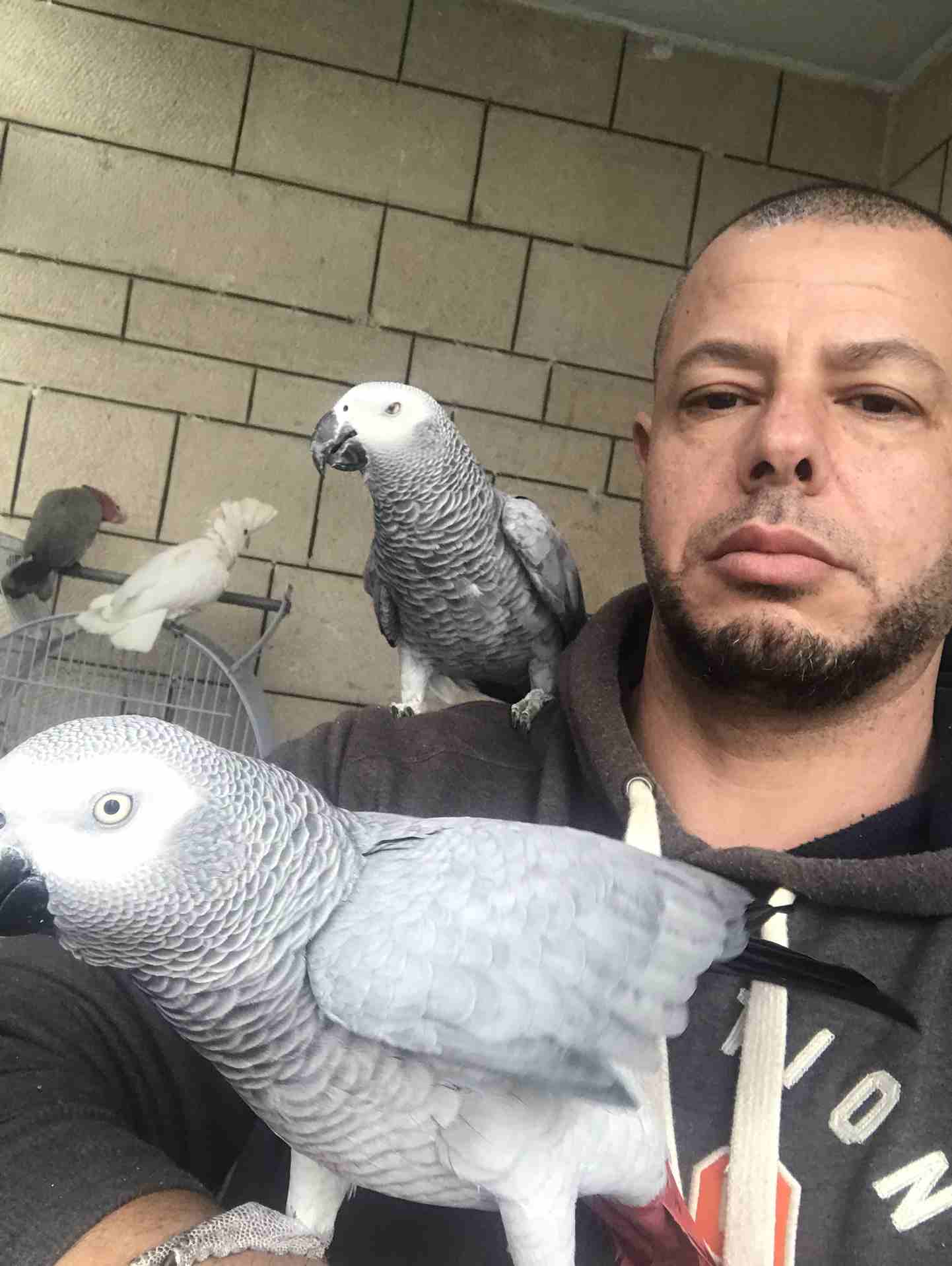 ببغات للبيع اليفات متكلمات
لا تنسَ أنك شاهدت هذا الإعلان في عنكبوت
كاسكو لون ثلجي بحكي 30 كلمه
ك...