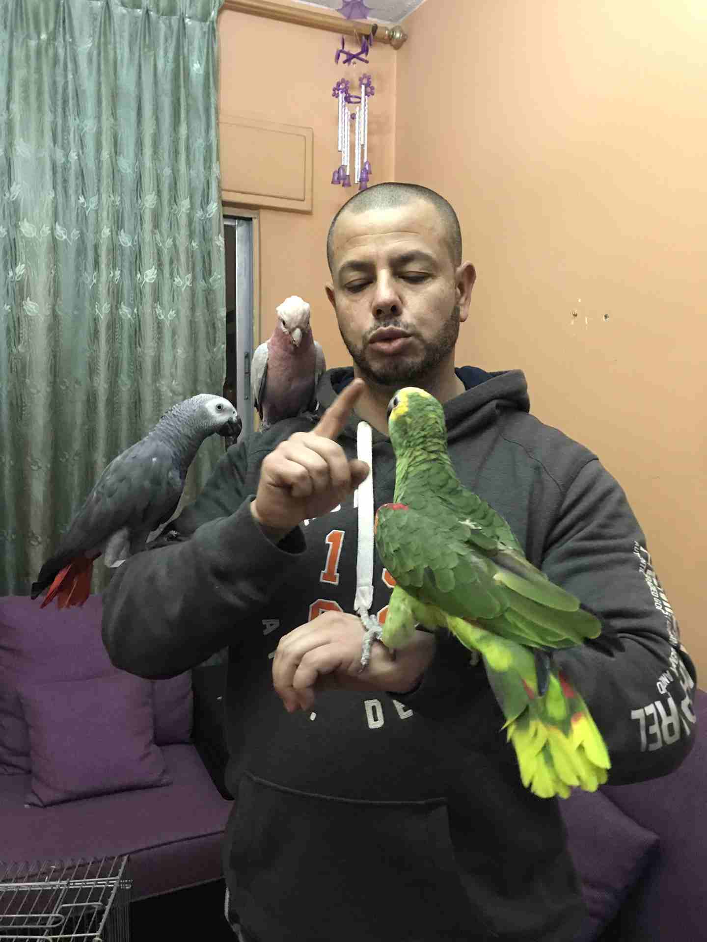 خبير طيور المعاكيف ابو ايهم
لا تنسَ أنك شاهدت هذا الإعلان في عنكبوت
بيع شراء تبديل ترويض علاج ق...