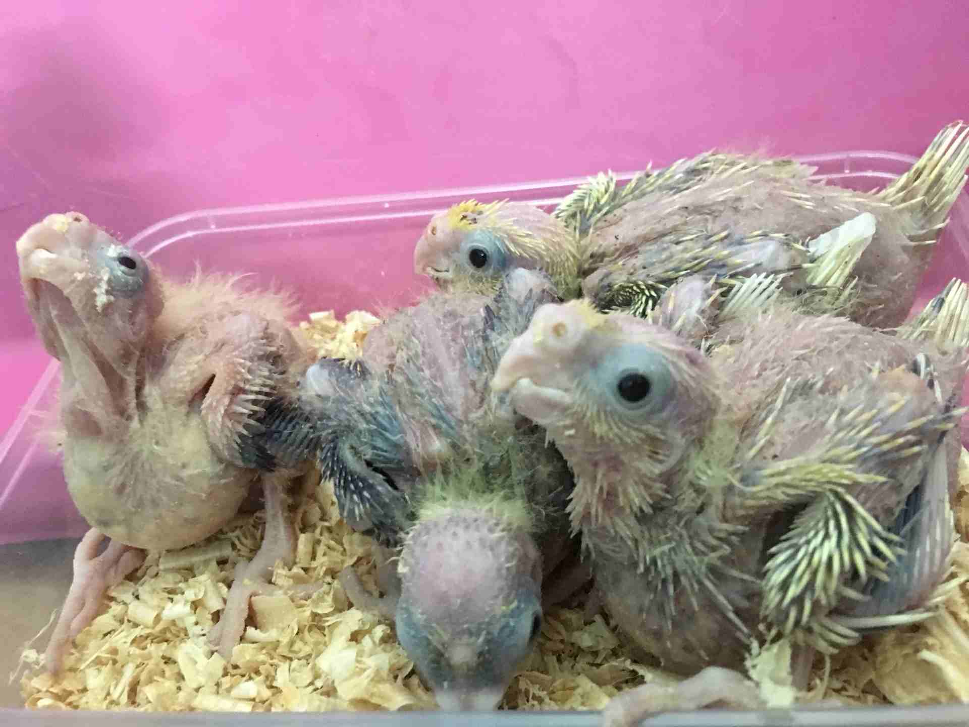 فروخ كروان cockatiel chicks                                            


	 				لا تنسَ أنك شاهدت هذا الإعلان في عنكبوت            
	 				
                            العرض: للبيع
النوع: كروان 
ال...