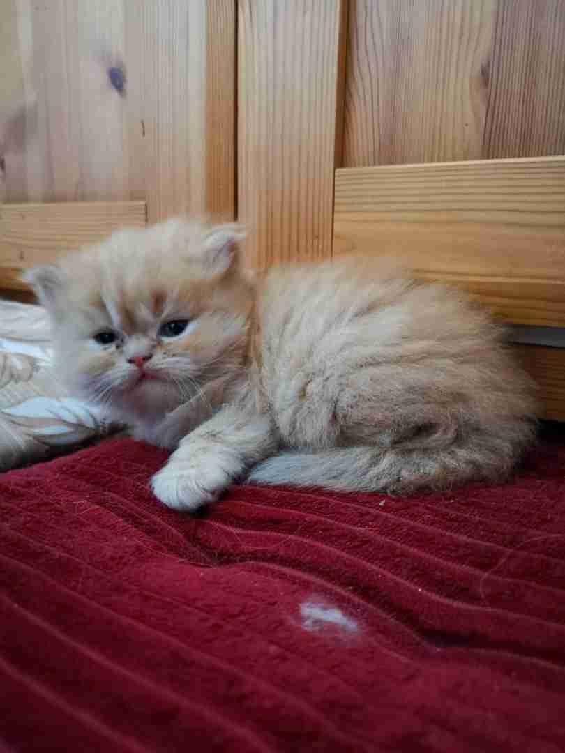 shirazi cat for sale - قطط شيرازي للبيع                                            


	 				لا تنسَ أنك شاهدت هذا الإعلان في عنكبوت            
	 				
                                قطط شيرازي لل...