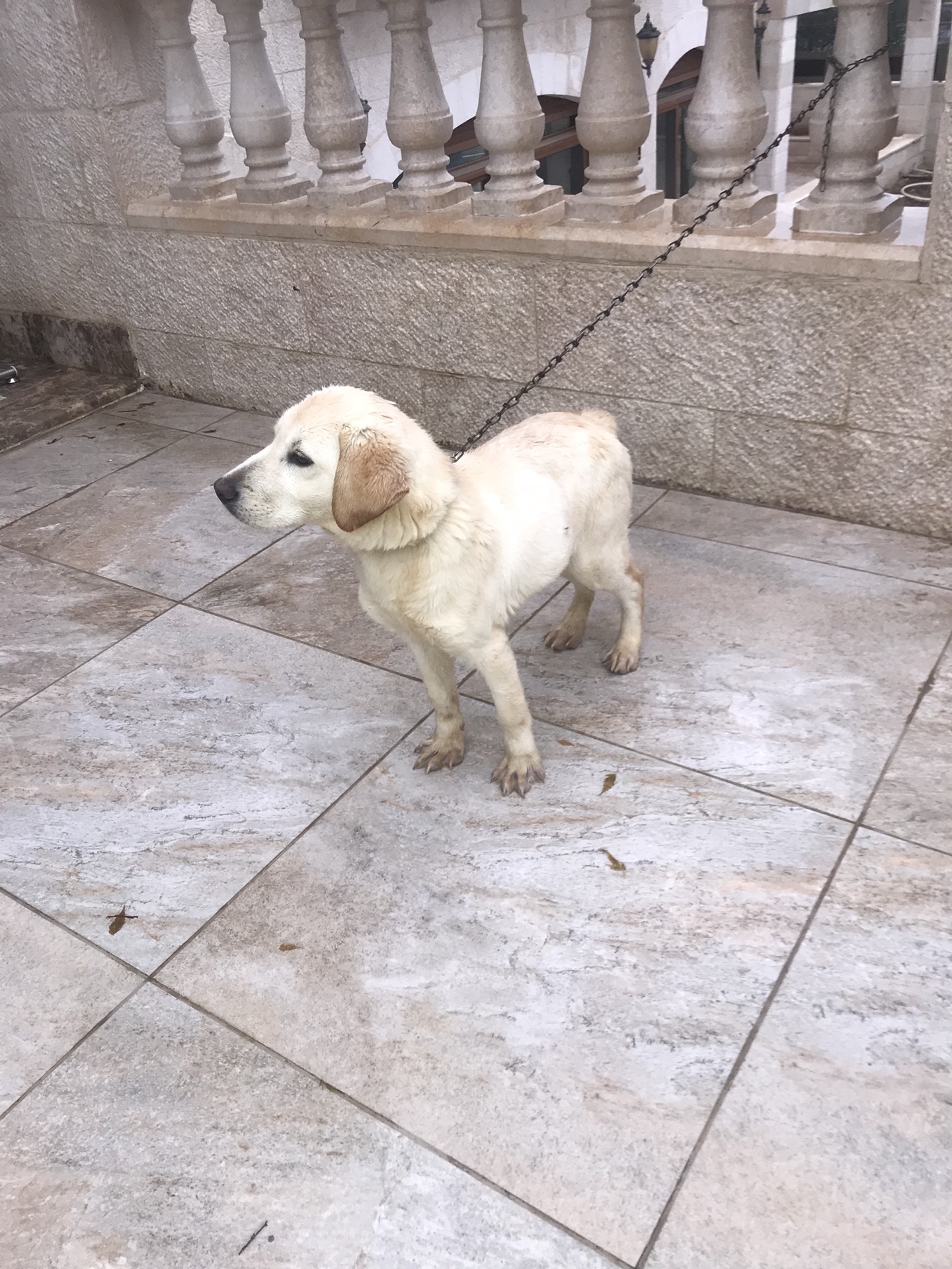 100% pure Labrador Retriever puppy for sale                                            


	 				لا تنسَ أنك شاهدت هذا الإعلان في عنكبوت            
	 				
                                6 months...