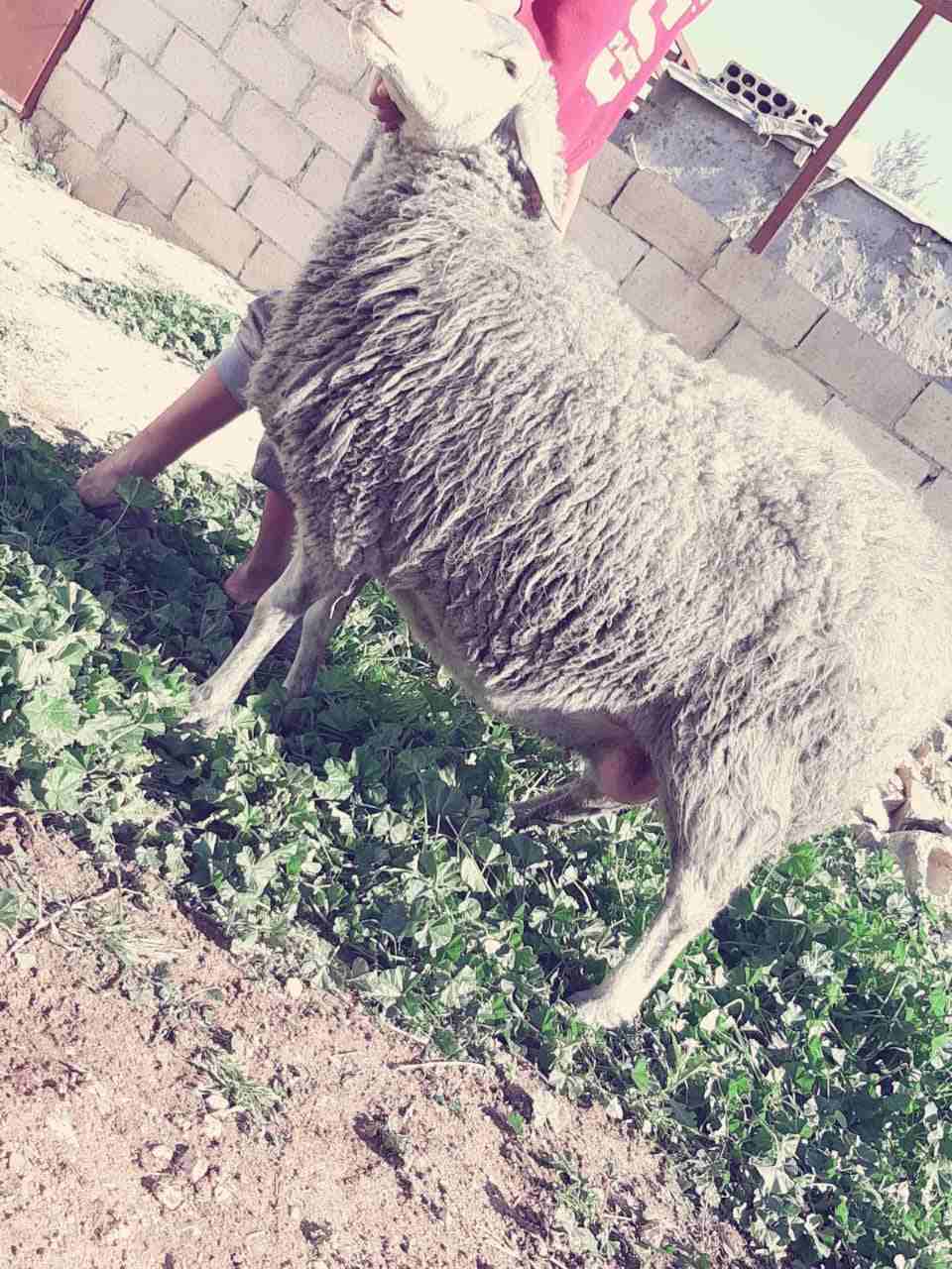 نعاج عساف اصلي للبيع او للبدل عل باص)(انا مجرد ناشر لا اتابع تعليقات)
لا تنسَ أنك شاهدت هذا الإعلان في عنكبوت...
