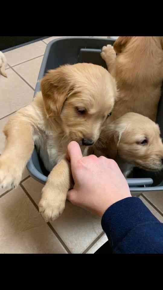 قولدين ريتريفر / golden retriever
لا تنسَ أنك شاهدت هذا الإعلان في عنكبوت
جراوه جولدين ريتريف...