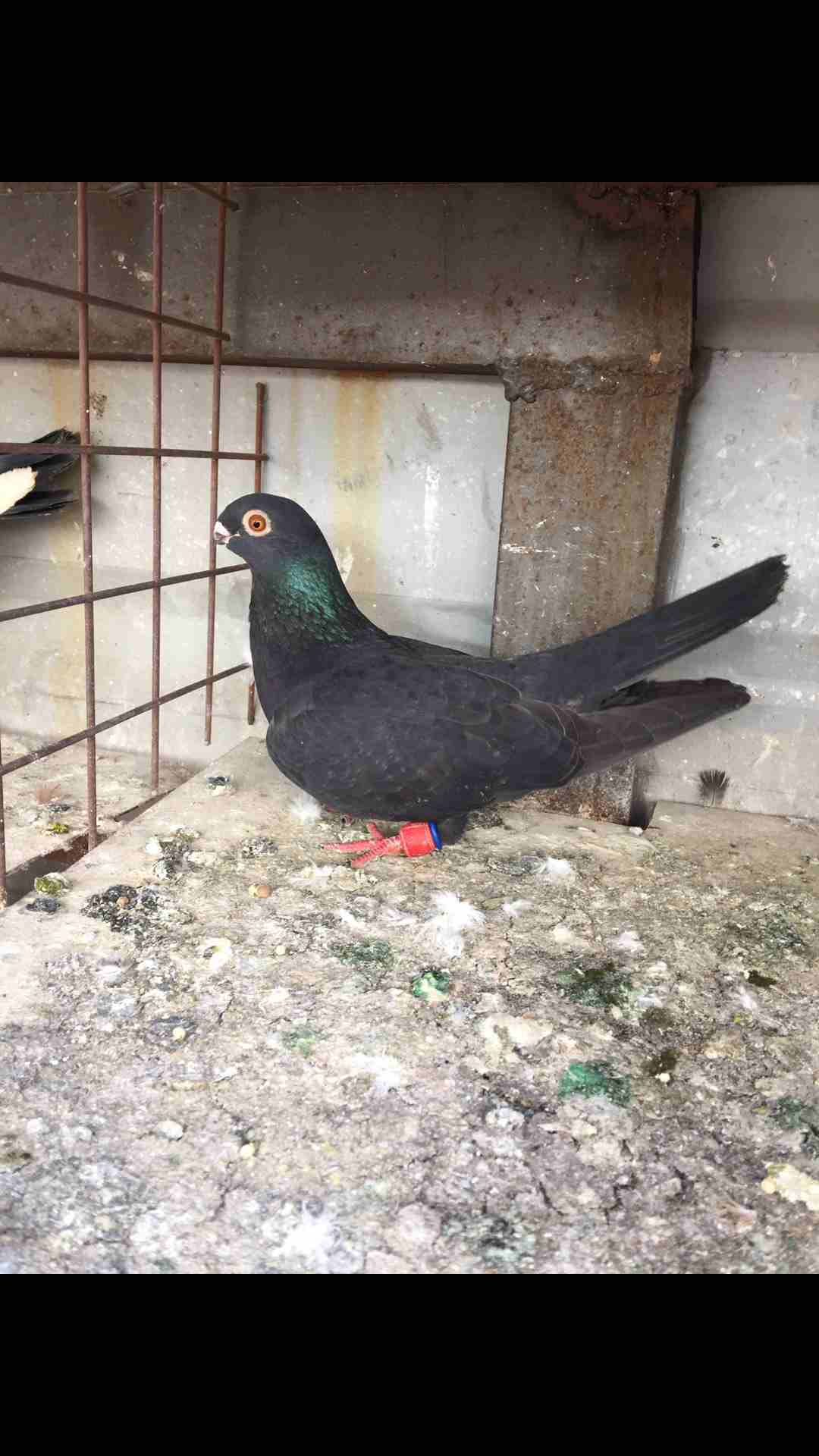 9طيور كش للبيع بسعر مغري
لا تنسَ أنك شاهدت هذا الإعلان في عنكبوت
الطيور كش كلهم فحول
عدد 9 للبيع...