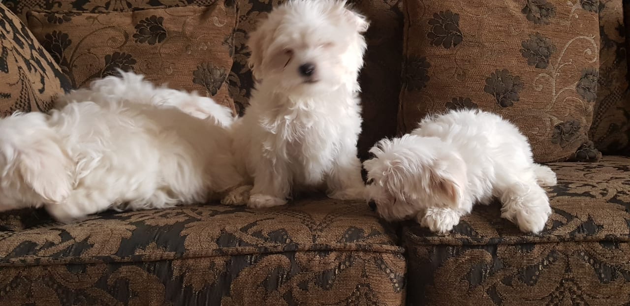 Imported maltese
لا تنسَ أنك شاهدت هذا الإعلان في عنكبوت
Imported Maltese Dogs
The parents h...