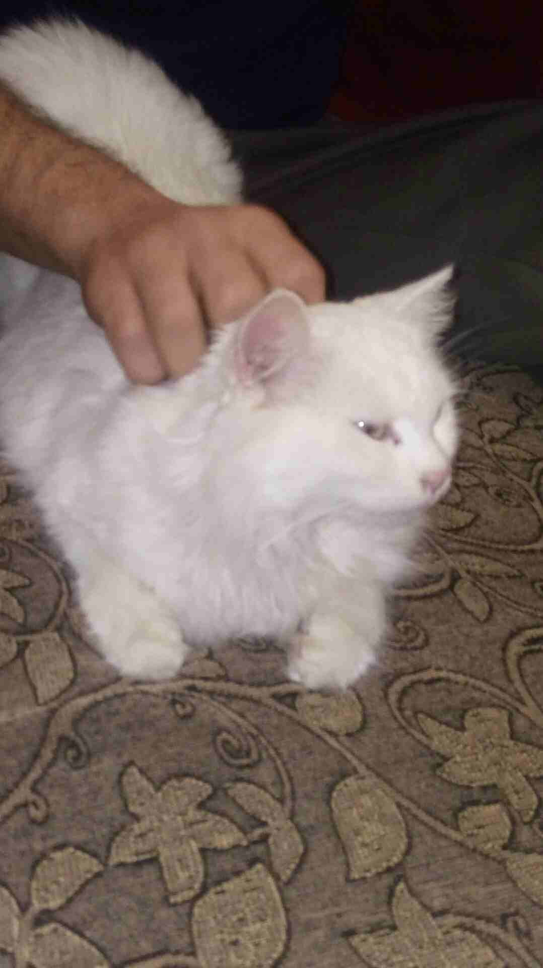 قطه شيرازي                                            


	 				لا تنسَ أنك شاهدت هذا الإعلان في عنكبوت            
	 				
                            قطه شيرازي ابيض عيونها خضر ومشالله عليها بتجنن...