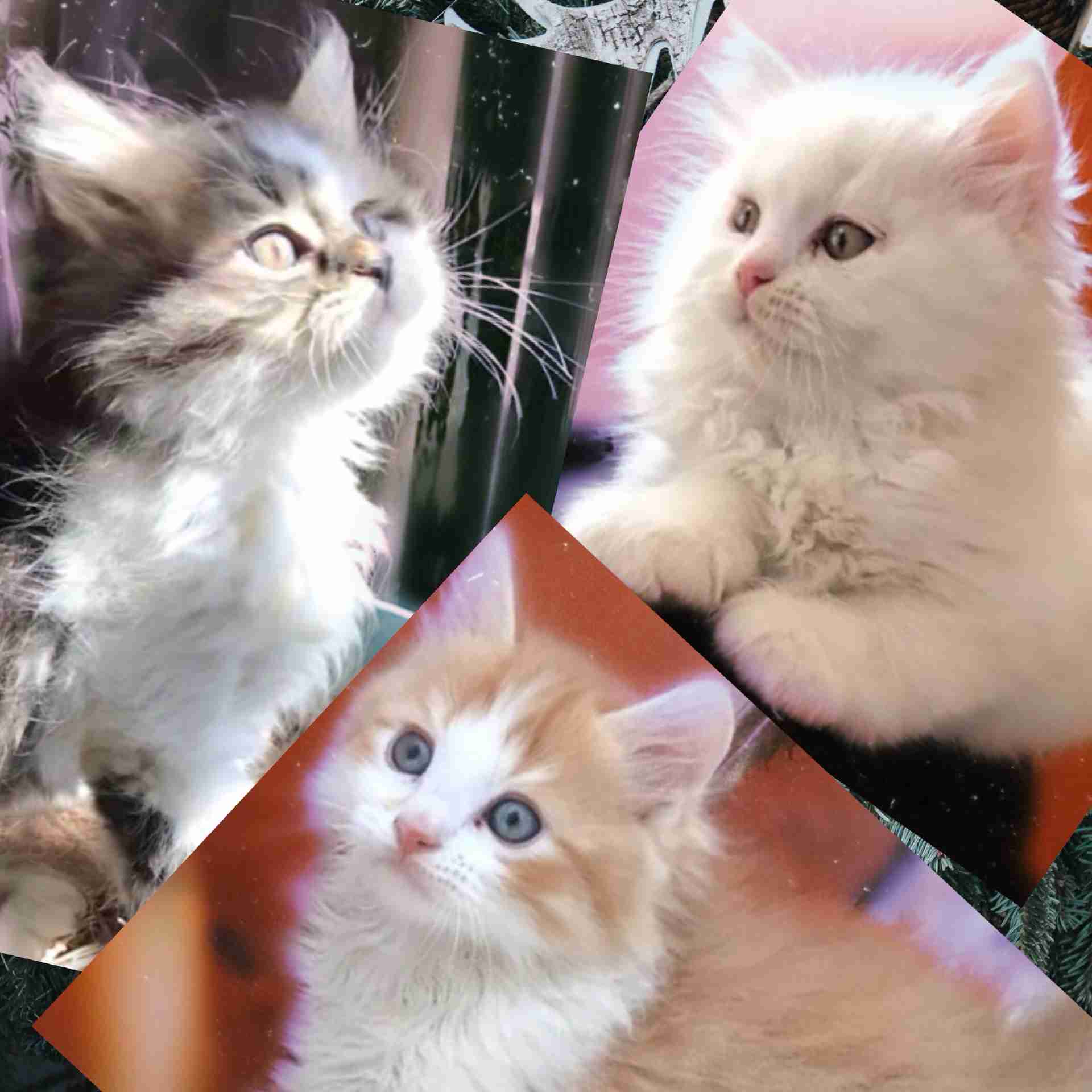 3 Vaccinated kittens                                            


	 				لا تنسَ أنك شاهدت هذا الإعلان في عنكبوت            
	 				
                                Hello, if you are interested in...