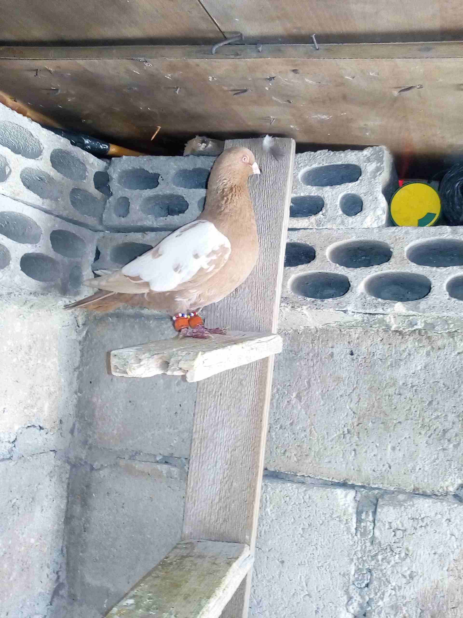 حمام صوريخ طايره بمليح بعد مادبا كش بيديك
لا تنسَ أنك شاهدت هذا الإعلان في عنكبوت
حمام زي مابدك س...